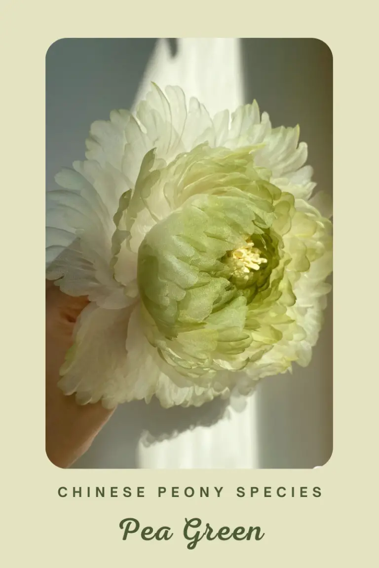 Chinese Peony Species Pea Green