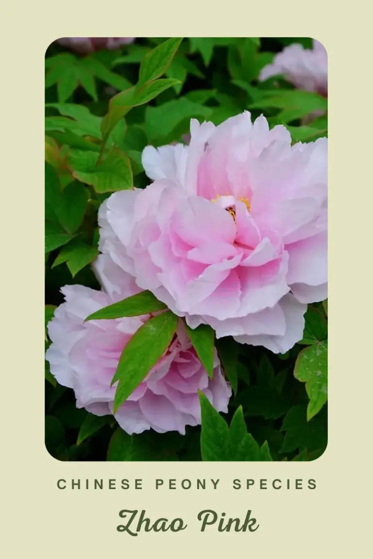 Chinese Peony Species Zhao Pink
