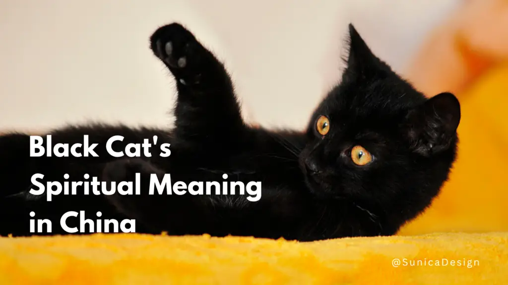 Feature black cat meaning